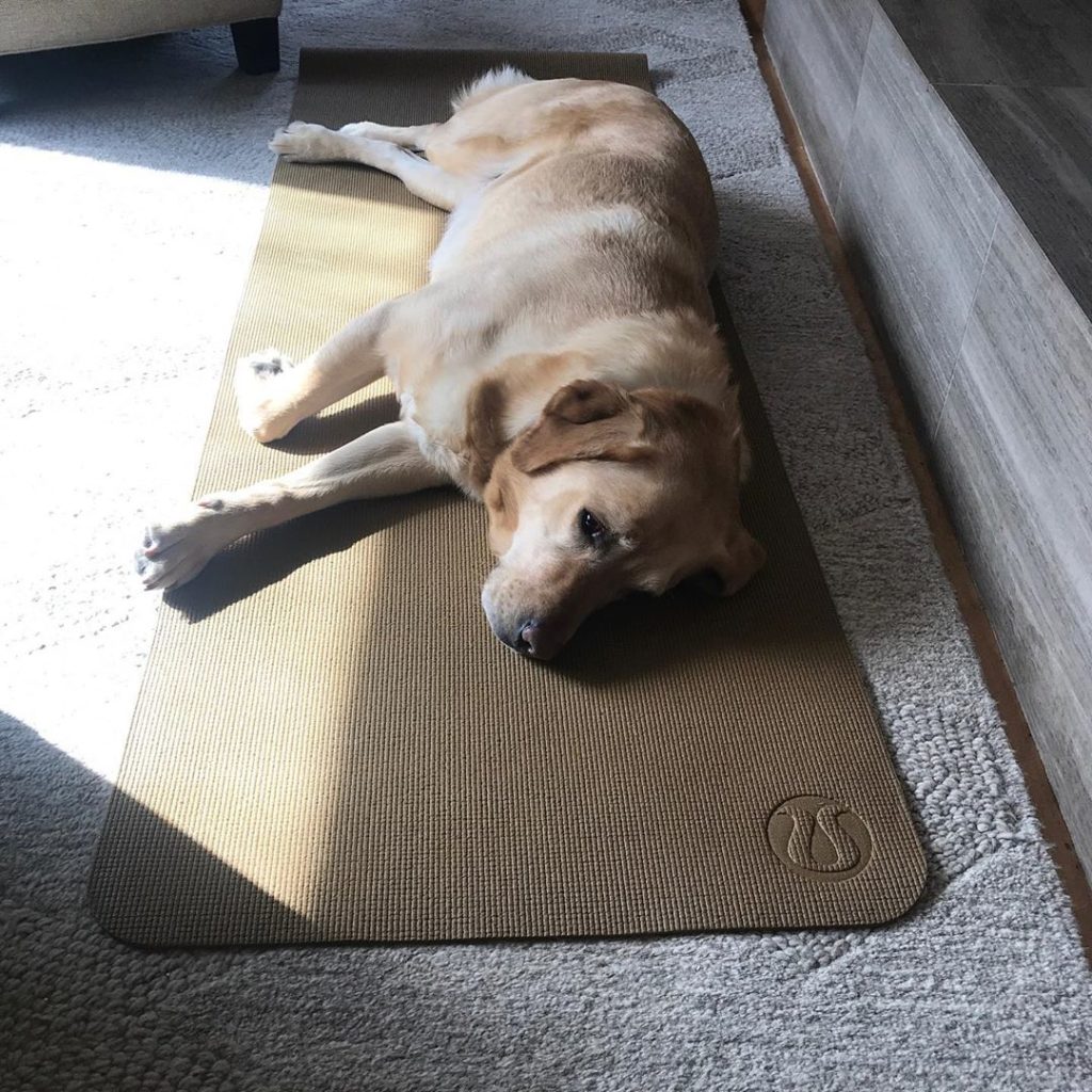 Puppy laying on Lululemon yoga mat